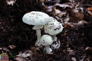 amanita citrina (14) (1000 x 667).jpg_product_product_product_product